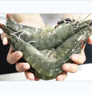 连云港 2030大虾肉质q弹紧实新鲜海捕大虾2030海水虾