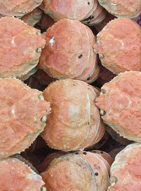 冷冻雪蟹宝蟹壳大壳10-20cm甲罗烧松叶蟹壳长脚蟹壳日料蟹斗50个