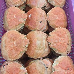 冷冻雪蟹宝蟹壳大壳10-20cm甲罗烧松叶蟹壳长脚蟹壳日料蟹斗50个