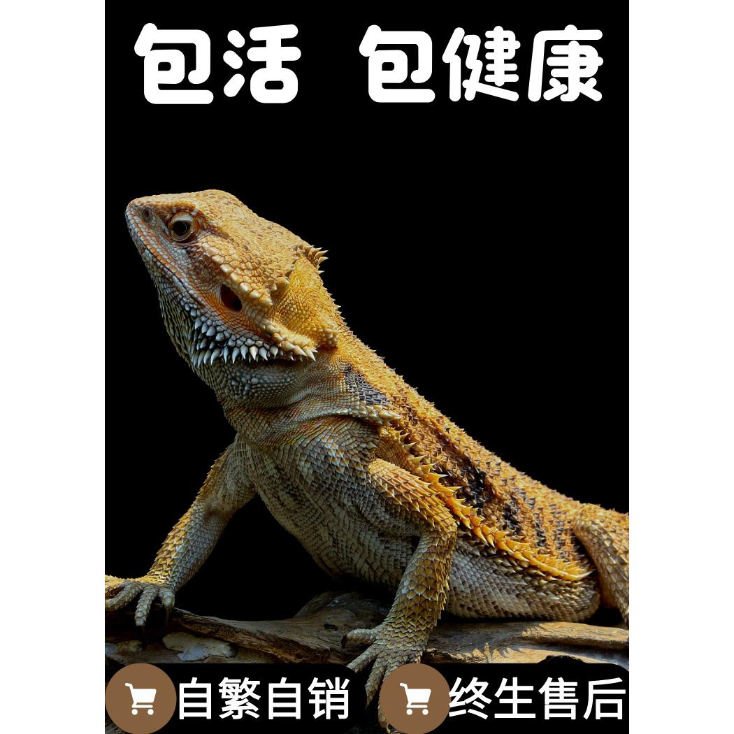 鬃狮蜥蜴终生售后自繁自销