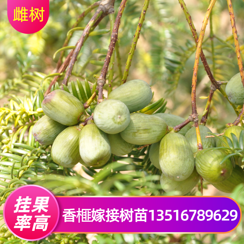 香榧树苗嫁接苗诸暨香榧子树苗雌树雄树当年可结果盆栽苗木坚果苗