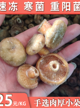 速冻寒菌新鲜枞菌湖南特产素食野生重阳菌松乳菇雁来蕈松树蘑松菌