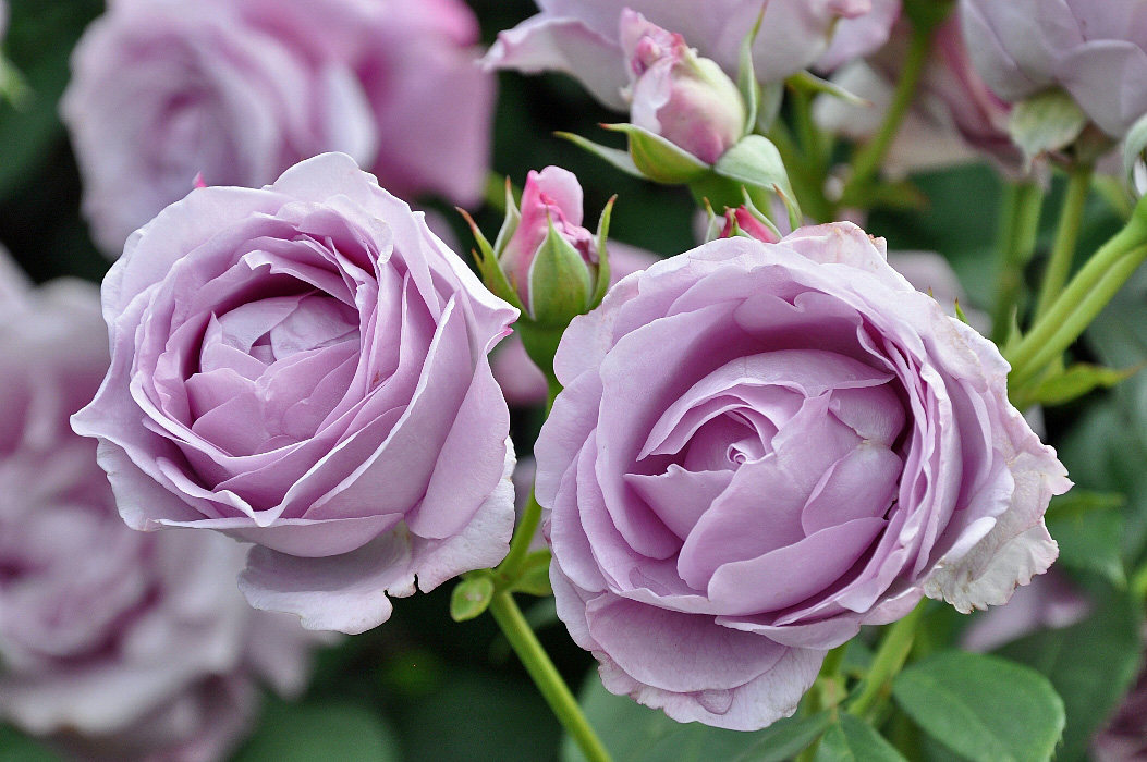 末离园  蓝色风暴  灌木 日本月季 切花丰花 浅蓝紫色 带原盆发货