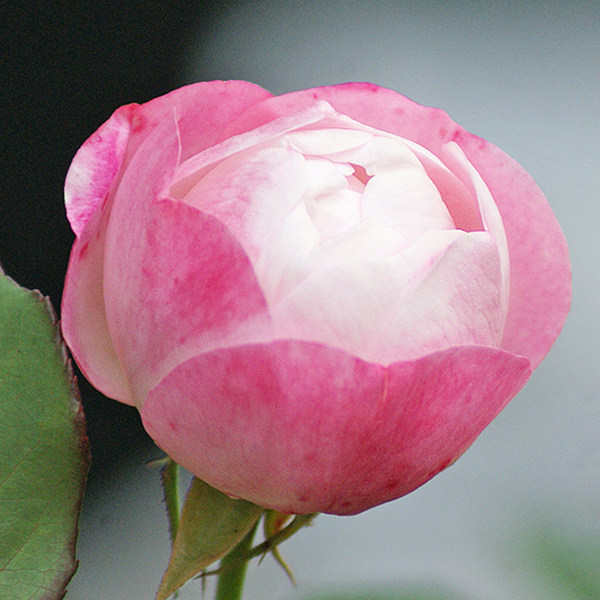 末离园 草 莓杏仁饼 日本灌木月季 勤花 阳台 庭院 盆栽绿植花卉