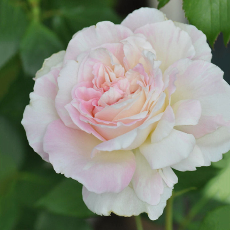 末离园 法式千层酥 日本 和本系 灌木月季 丰花 阳台庭院盆栽绿植