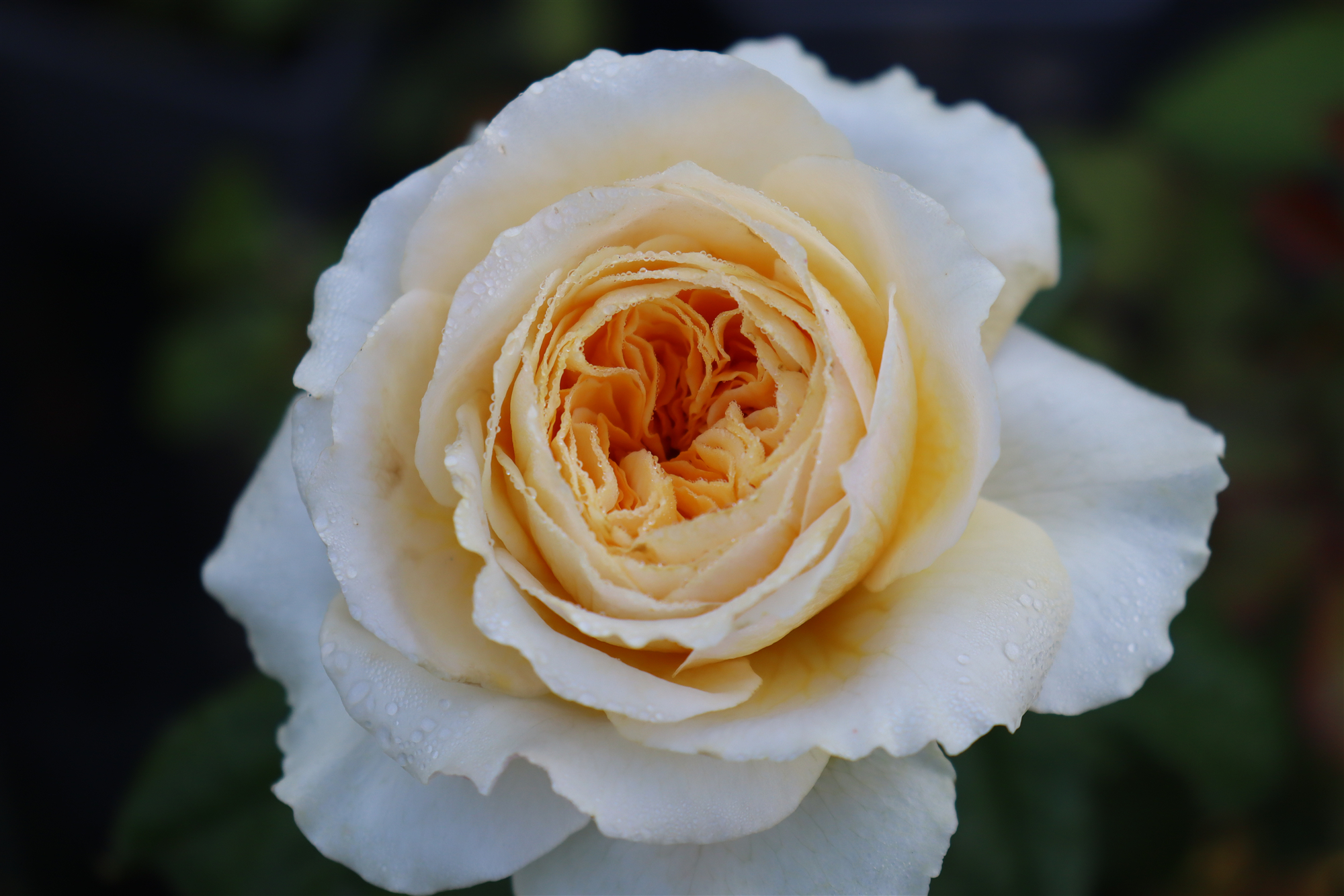 碧翠丝灌木耐晒切花月季