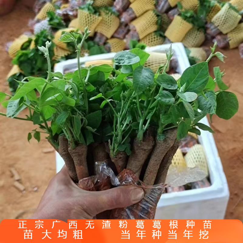 广西藤县正宗粉葛苗包邮带芽种子种植黄金葛根苗高产无渣菜葛种苗
