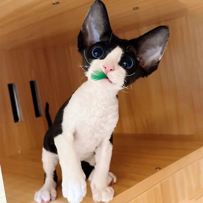 德文卷毛猫幼猫纯种不掉毛的猫咪纯白蓝眼帝王小奶猫幼崽宠物活体
