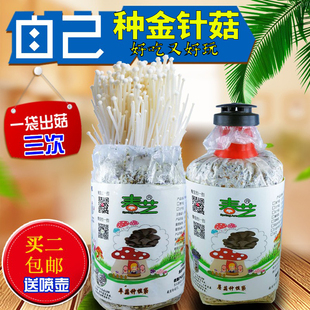 食用黄色金针菇种植菌包菌棒菌种阳台家庭办公室蘑菇多肉菌袋