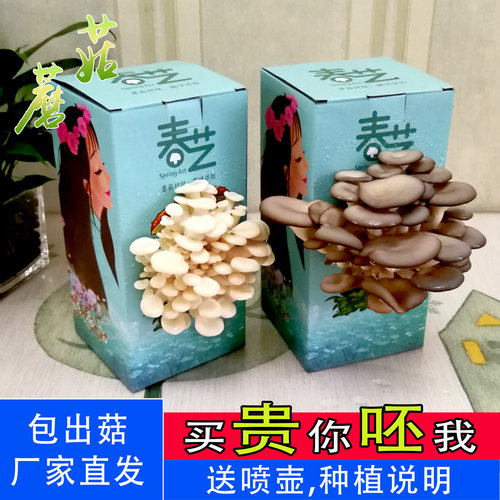 春艺食用菌蘑菇种植包袋桶盆栽景