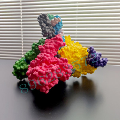 D打印定制RNA聚合酶结构/蛋白/细胞分子等教学模拟记念模型