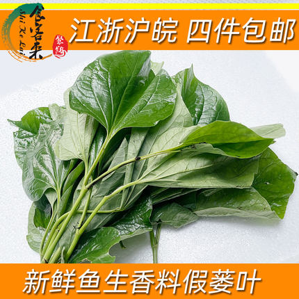 新鲜假蒌叶鱼生香料蛤蒌叶炒螺炒肉做馅料上海发货