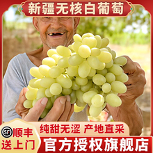 新疆无核白葡萄新鲜水果当季整箱马奶提子正宗吐鲁番小葡萄青提子