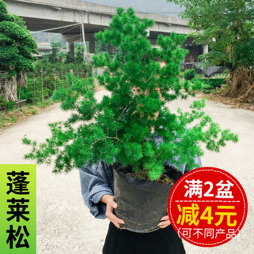 绿色室外生肖猴大型蓬莱松盆栽