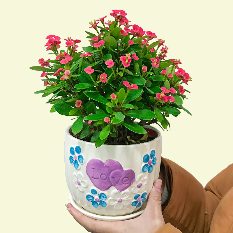 虎刺梅铁海棠盆栽阳台客厅花盆景海棠花四季开花绿植花卉带花植物