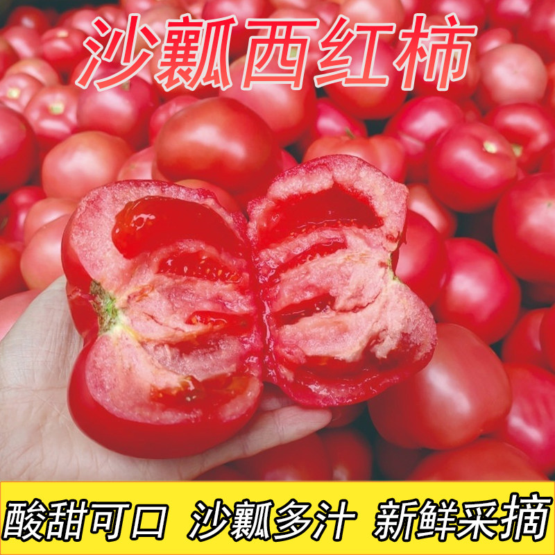攀枝花新鲜西红柿老味道自然熟生吃水果沙瓤番茄现摘采摘蔬菜当季