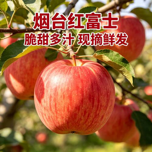 山东烟台红富士苹果当季脆甜多汁