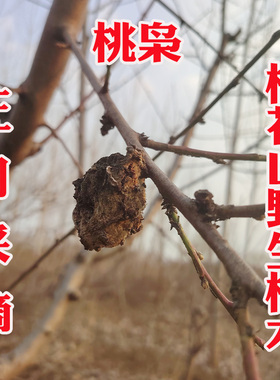 野生桃枭正月采摘恋枝桃奴经冬不落桃核野桃桃花山东南枝正宗桃木