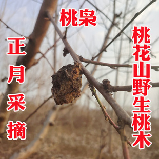 野生桃枭正月采摘恋枝桃奴经冬不落桃核野桃桃花山东南枝正宗桃木