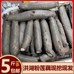 湖北洪湖新鲜莲藕 新鲜粉莲藕 带泥粉莲藕糯米桂花藕一份五斤包邮