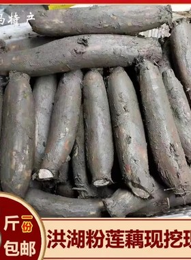 湖北洪湖新鲜莲藕 新鲜粉莲藕 带泥粉莲藕糯米桂花藕一份五斤包邮