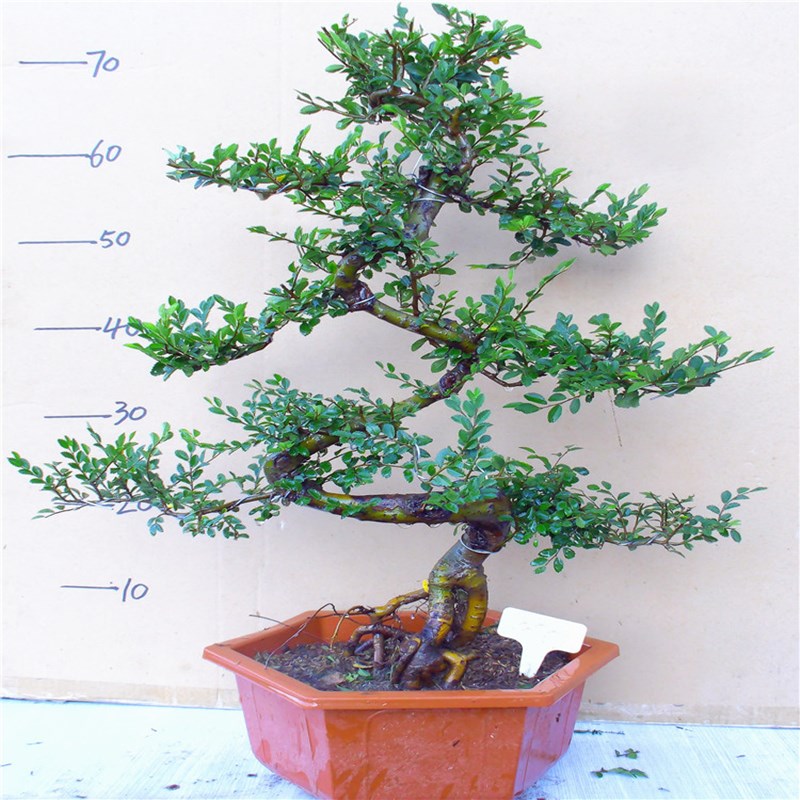 老桩造型小叶榆树盆景室内绿植