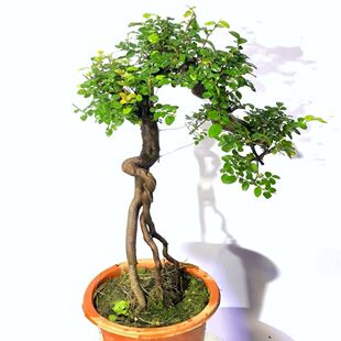 红芽雀梅盆景树桩易养护室内客厅桌面绿植悬崖飘枝造型盆栽植物