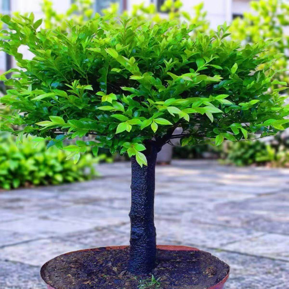 小叶紫檀盆景树苗阳台客厅绿植单杆老桩四季好养新手易活盆栽包邮