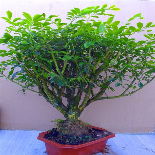 老桩九里香花卉盆景树桩