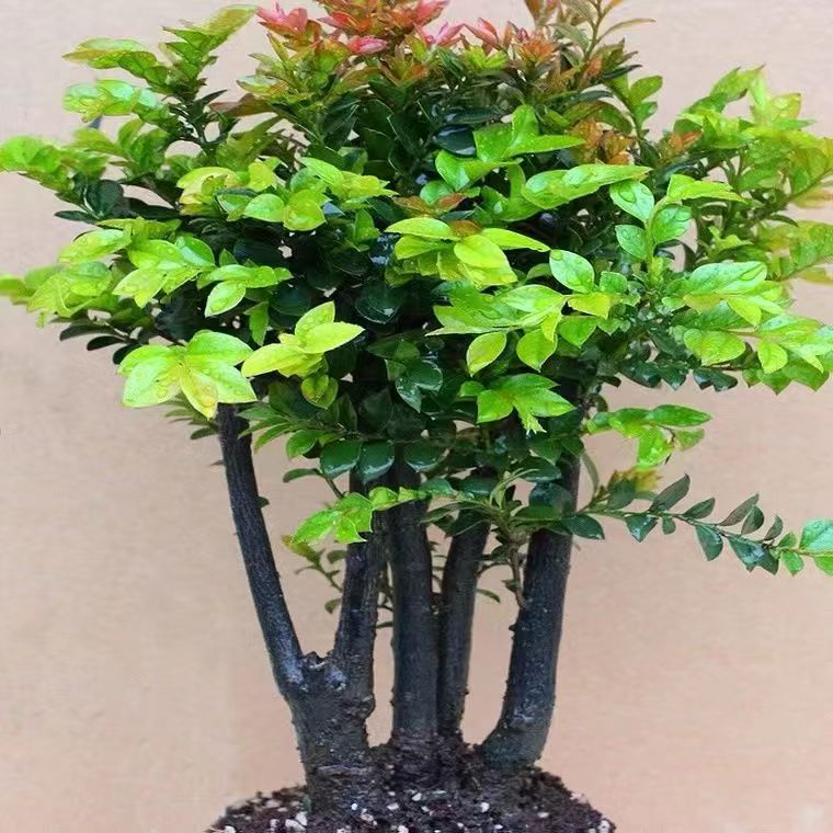 小叶紫檀盆景树桩客厅好养活绿植