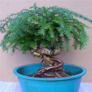 常青独特造型澳洲松盆栽好养植物 名贵澳洲杉盆景树桩室内客厅四季
