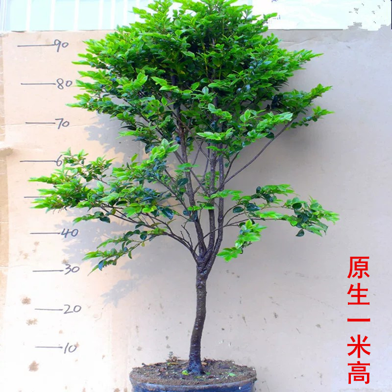 原生紫檀树苗盆栽1米高庭院落地净化空气观叶植物绿化好养活绿植