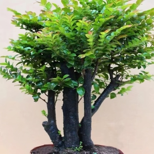 御景园艺小叶紫檀盆景树室内桌面绿植单株观茎植物耐阴好养盆栽