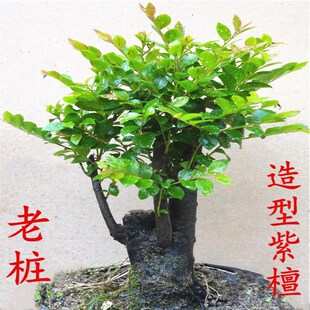 常青植物 小叶紫檀盆景树桩 室内客厅盆栽老桩造型黑檀木 四季 包邮