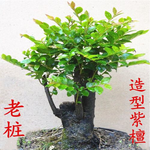 小叶紫檀盆景树桩 室内客厅盆栽老桩造型黑檀木 四季常青植物包邮 - 封面