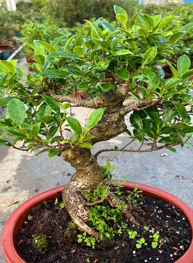 造型虎皮榕盆景室内绿植四季常青
