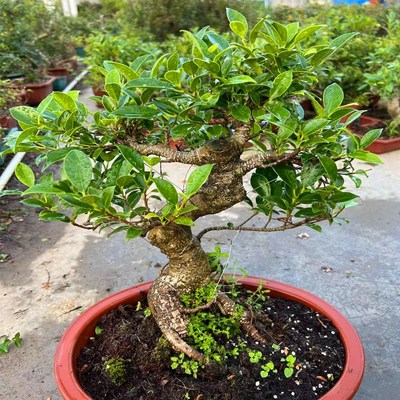 造型虎皮榕盆景室内绿植四季常青