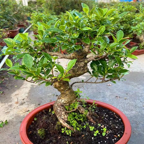 造型虎皮榕盆景室内绿植四季常青