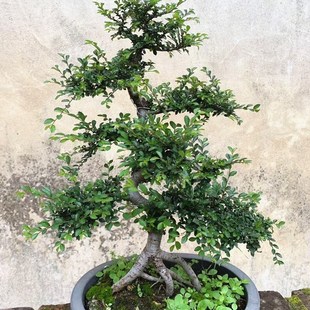 小叶榆树造型老桩盆景矮霸榔榆植物室内客厅办公室好养活阳台绿植