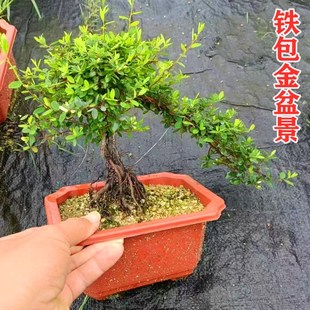 造型铁包金盆景植物老桩开花结果飘枝好养活客厅阳台茶台盆栽绿植