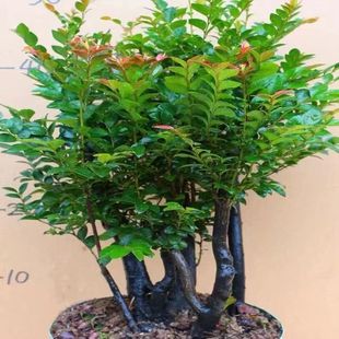 老桩小叶紫檀盆景树桩盆栽丛林独桩植物阳台客厅好养活四季 青绿植