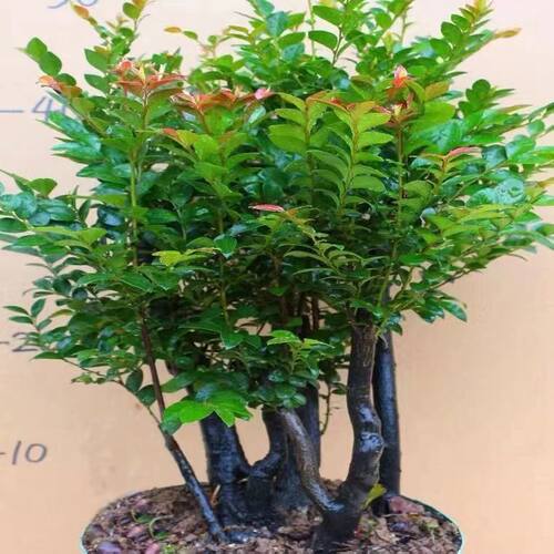 老桩小叶紫檀盆景树桩好养活绿植