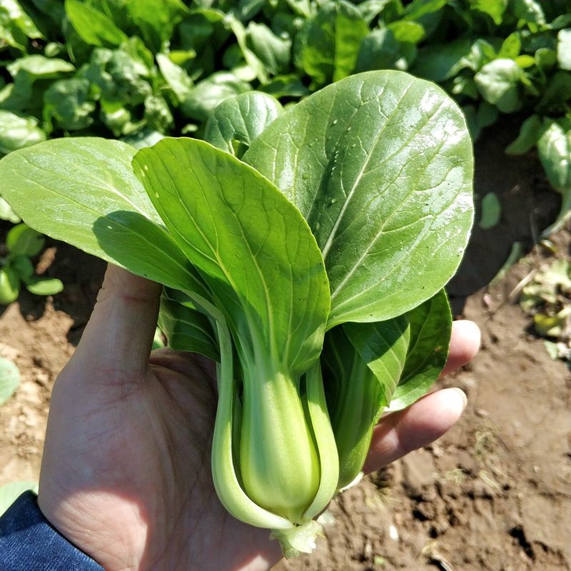 四月慢油菜种籽矮脚苏州青菜抗病耐热耐寒耐抽苔四季播种蔬菜种子