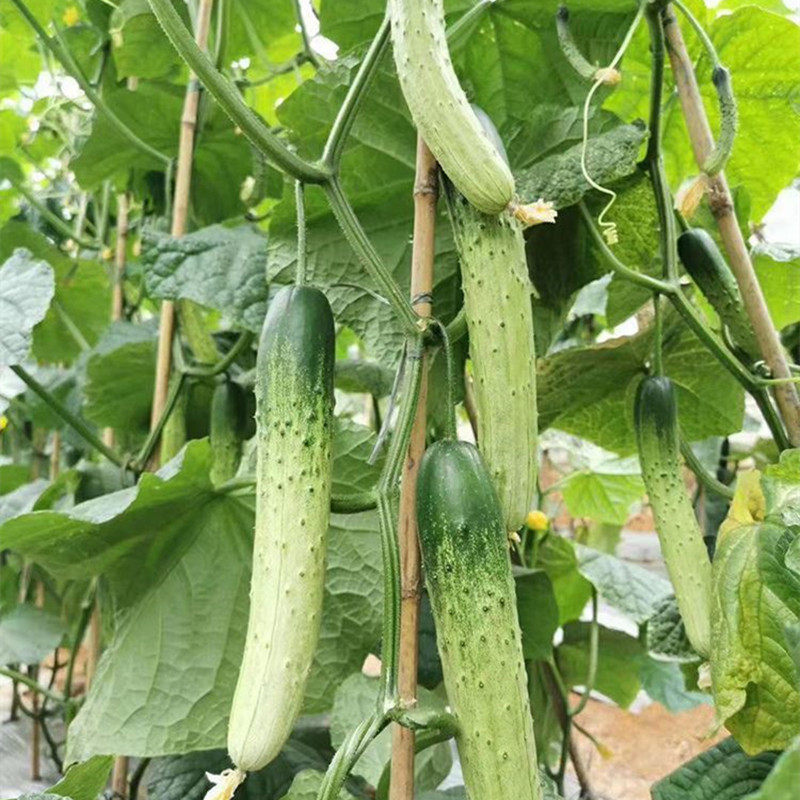 杂交甜脆王黄瓜种子老品种口口脆旱黄瓜籽季春季夏季水果蔬菜种孑