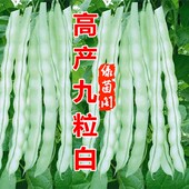 蔬菜孑 秋季 超级九粒白架豆种子老来少白不老四季 豆芸豆菜豆籽春季
