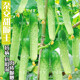 杂交甜脆王黄瓜种子老品种高产旱黄瓜种籽四季 春夏秋水果蔬菜种孑