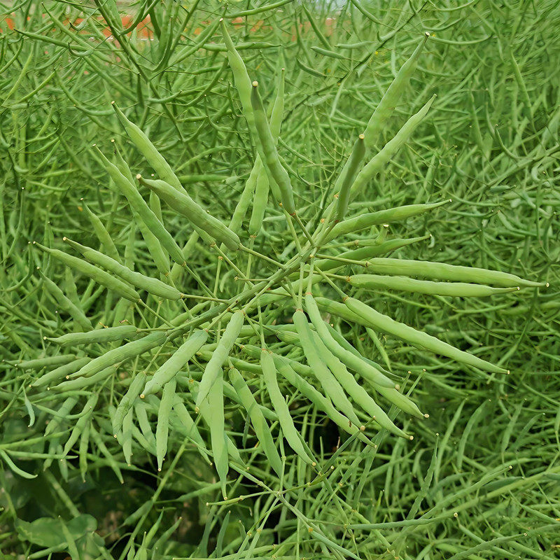 高产油菜品种：现代农业的新引擎