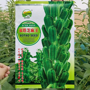 双塔芝麻王种子高产杂交白芝麻种籽单杆不倒伏春夏季农家大田播种
