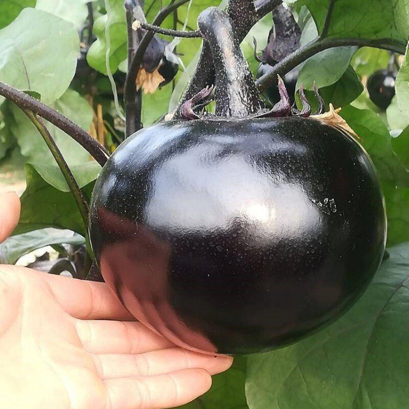 精选黑霸圆茄种子紫黑色圆形茄子籽好吃高产春秋季盆栽菜园蔬菜孑