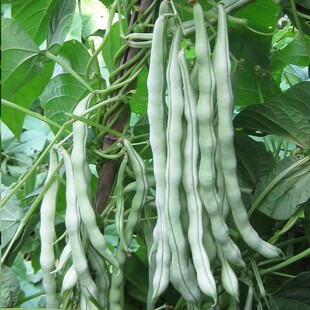 老来嫩白不老架芸豆种子摘不败九粒白菜豆种子四季豆无筋豇豆角籽